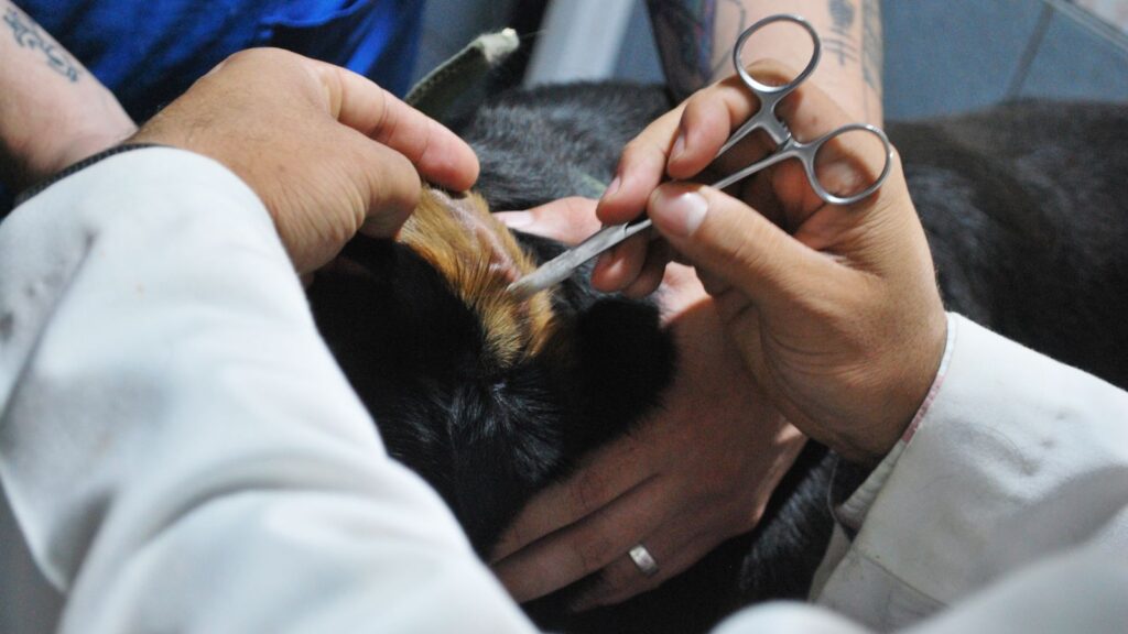 Veterinario che controlla le orecchie di cani e gatti