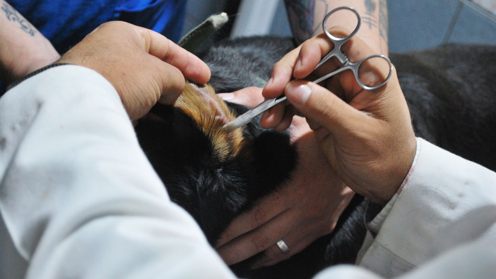 Veterinario che controlla le orecchie di cani e gatti