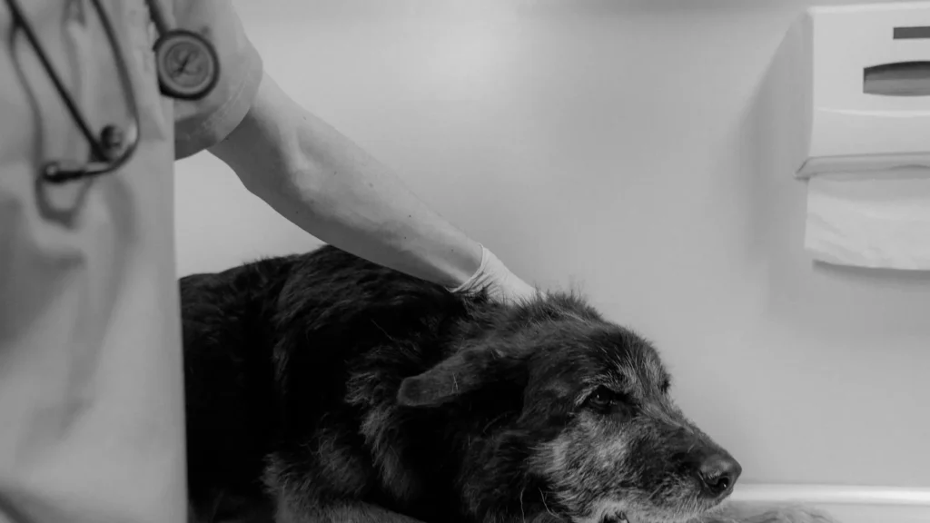 Pancreatite nel cane e nel gatto valutata dal veterinario