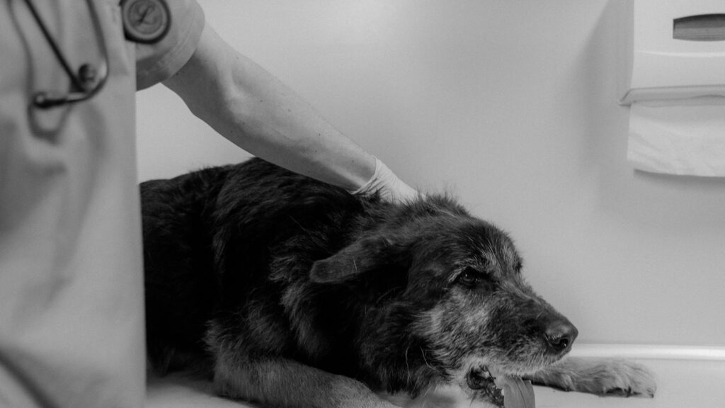 Veterinario visita un cane per la prevenzione dei parassiti