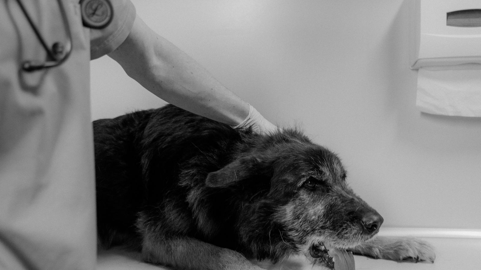 Veterinario visita un cane per la prevenzione dei parassiti