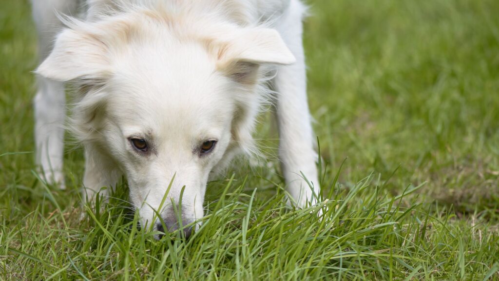Passeggiata olfattiva con il cane che annusa l'erba
