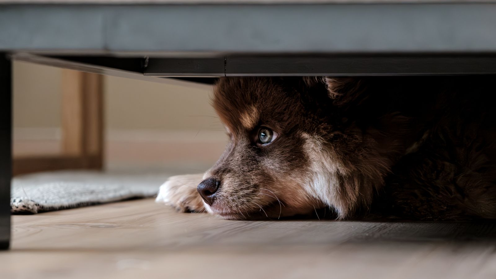 Cane nascosto sotto un divano durante un rumore forte