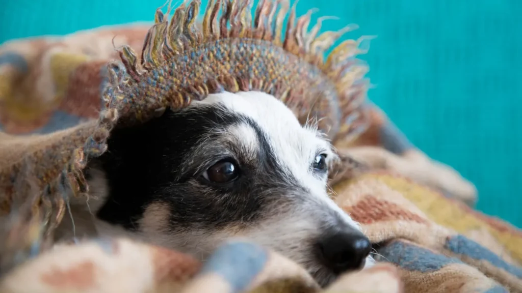 Paura dei temporali nel cane che cerca riparo sotto una coperta