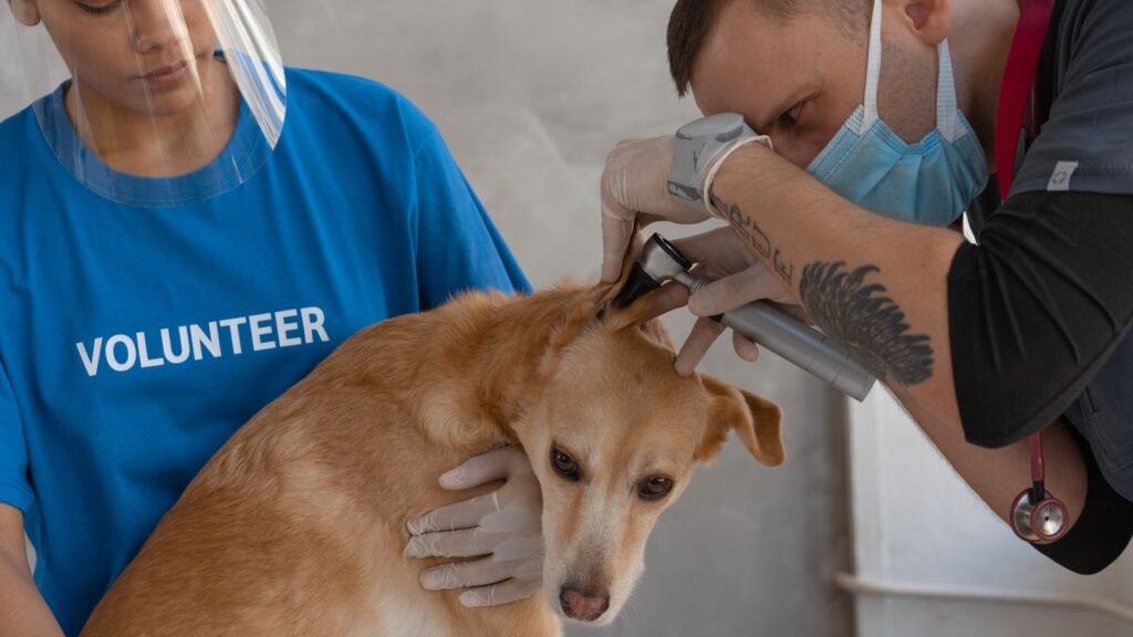 Veterinario durante il controllo del peso ideale di cani e gatti