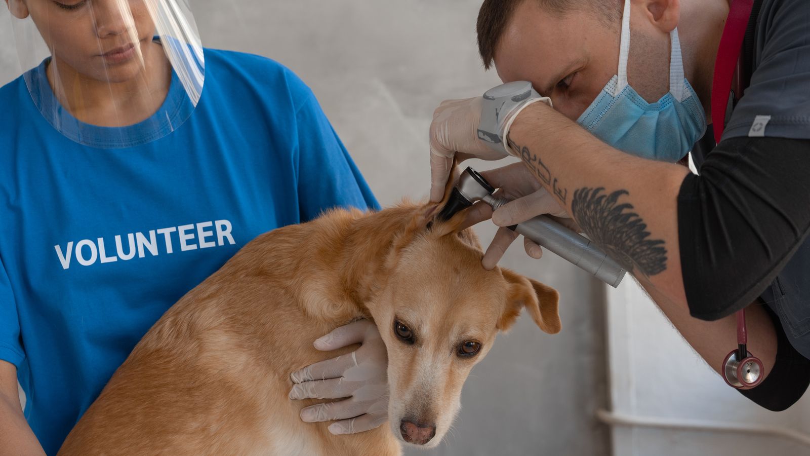 Veterinario durante il controllo del peso ideale di cani e gatti