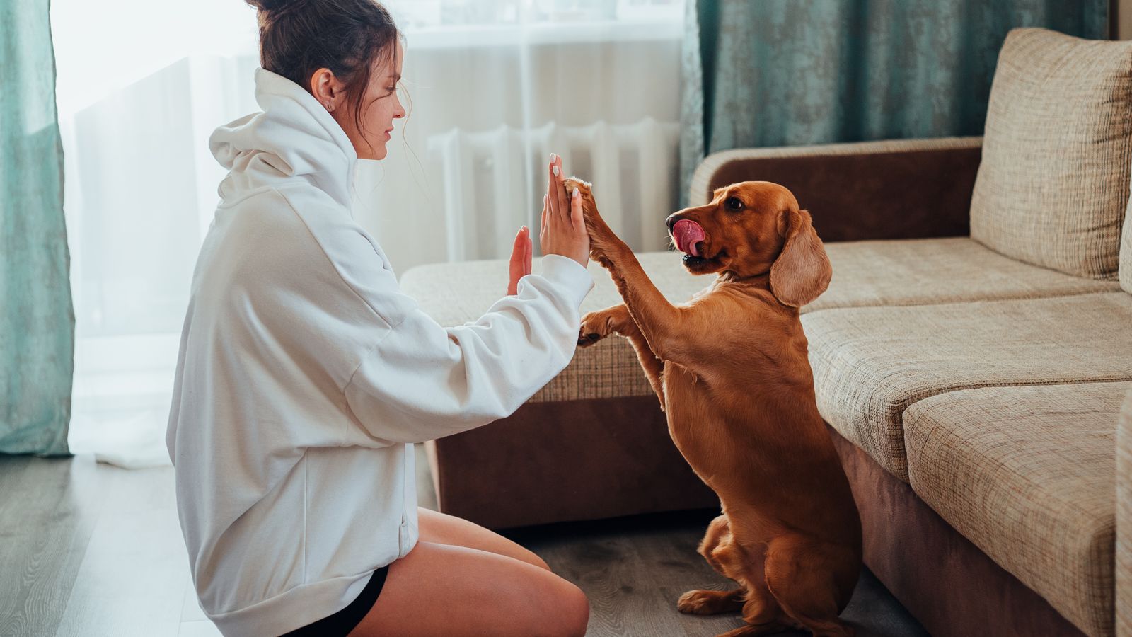 Pet sitter che si prende cura di un cane in casa