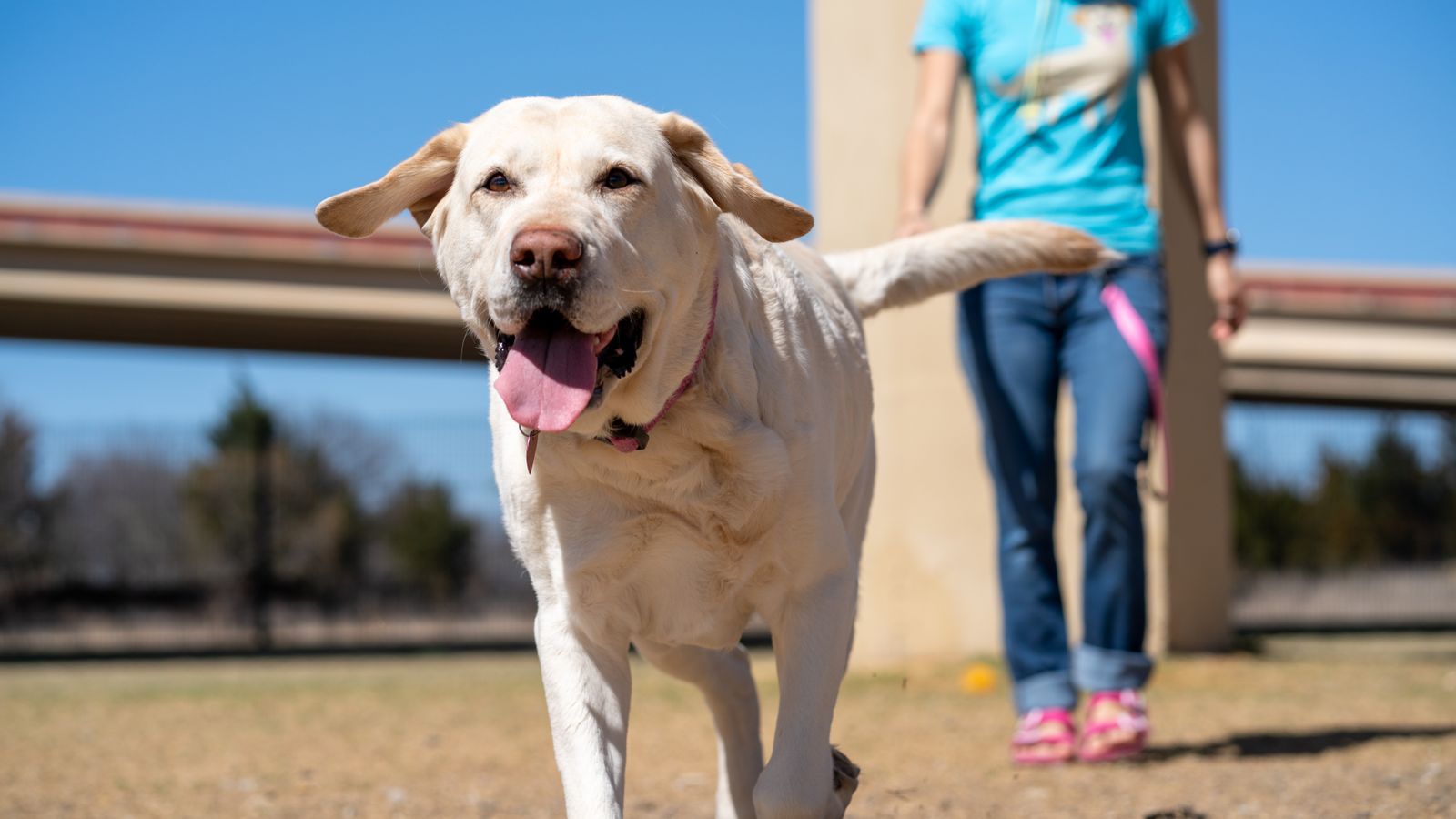Richiamo del cane mentre torna verso la proprietaria
