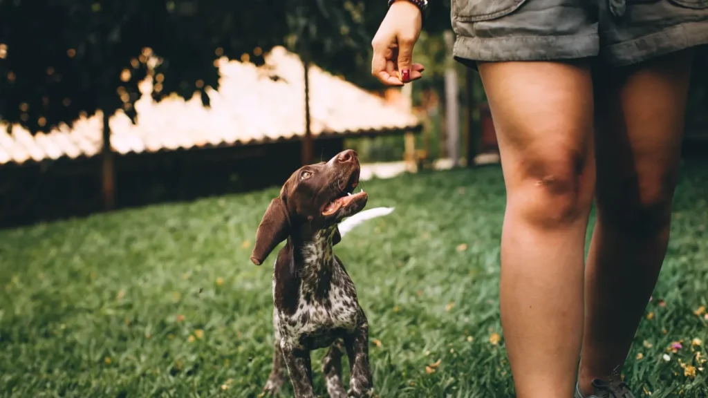 Socializzazione del cucciolo durante una passeggiata positiva con una persona