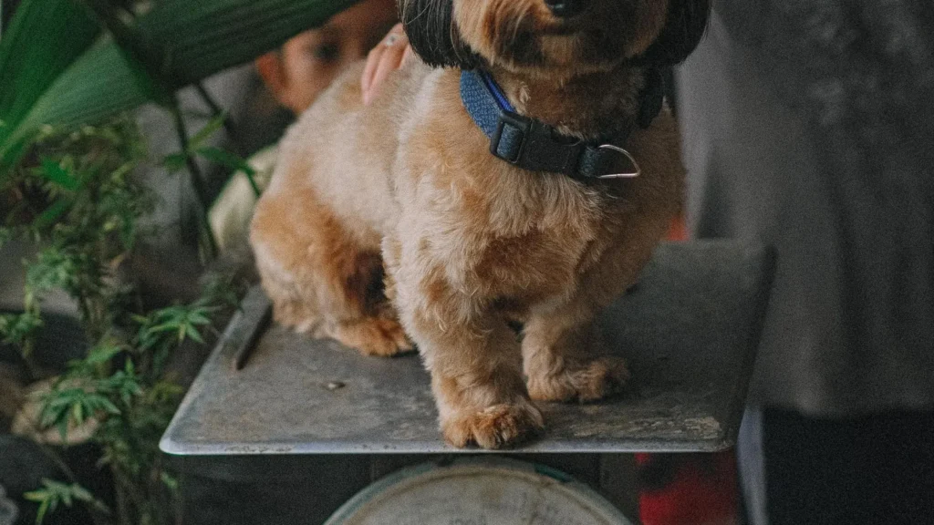 Sovrappeso in cani e gatti valutato pesando un cane sulla bilancia