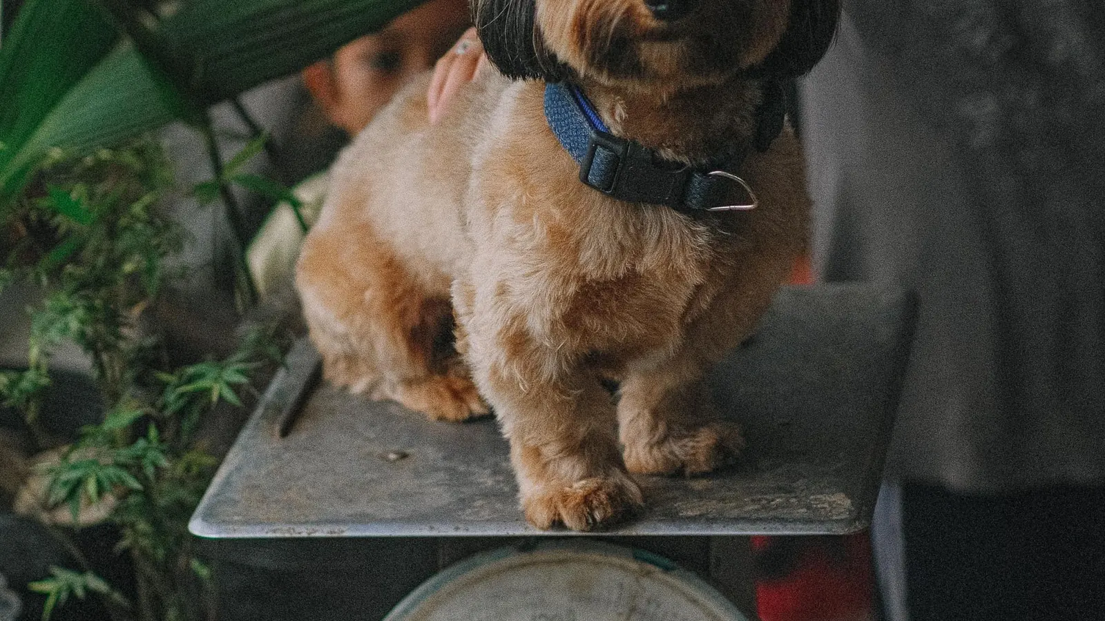 Sovrappeso in cani e gatti valutato pesando un cane sulla bilancia
