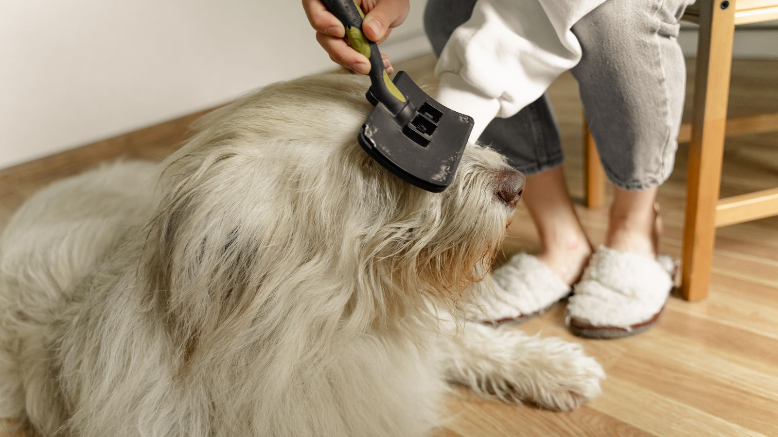 Persona che spazzola il mantello di un cane
