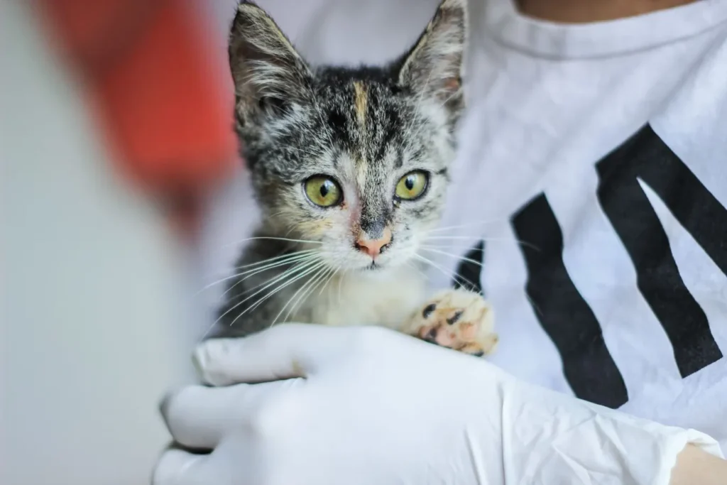 Un veterinario tiene delicatamente un gattino