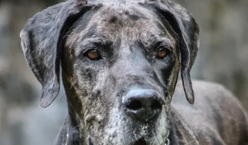 Primo piano di un cane di taglia grande