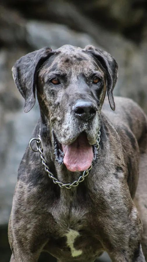 Primo piano di un cane di taglia grande