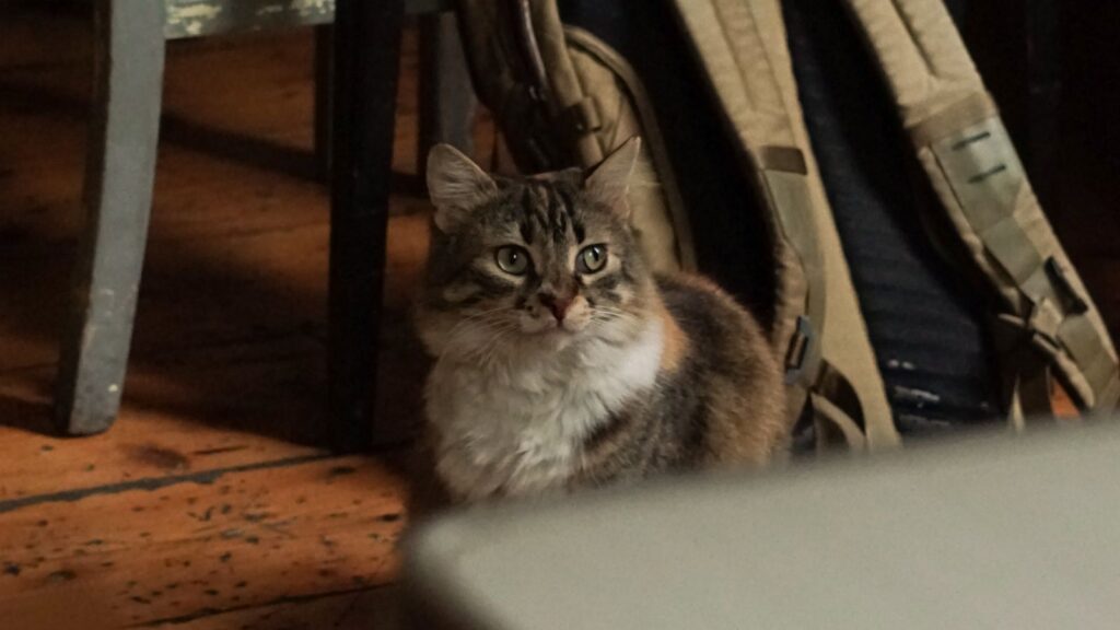 Gatto tranquillo vicino al trasportino per la visita veterinaria
