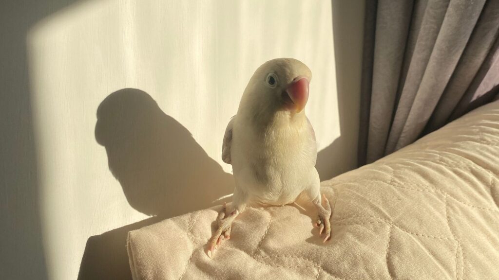 Piccolo pappagallo domestico su un divano illuminato dal sole