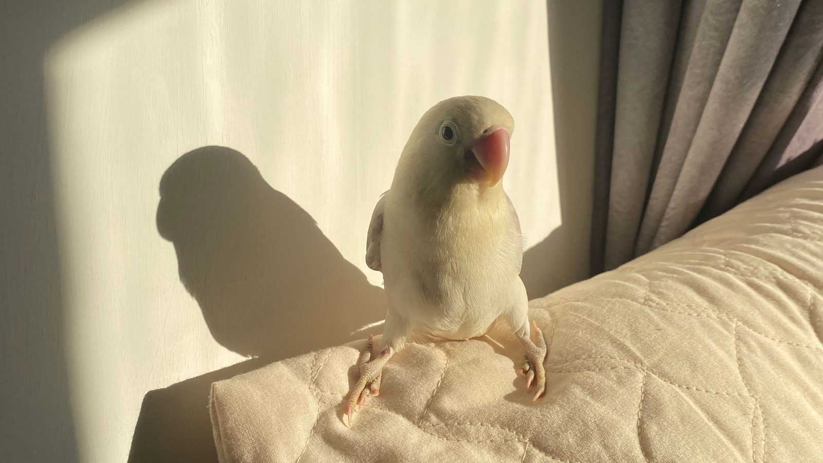 Piccolo pappagallo domestico su un divano illuminato dal sole