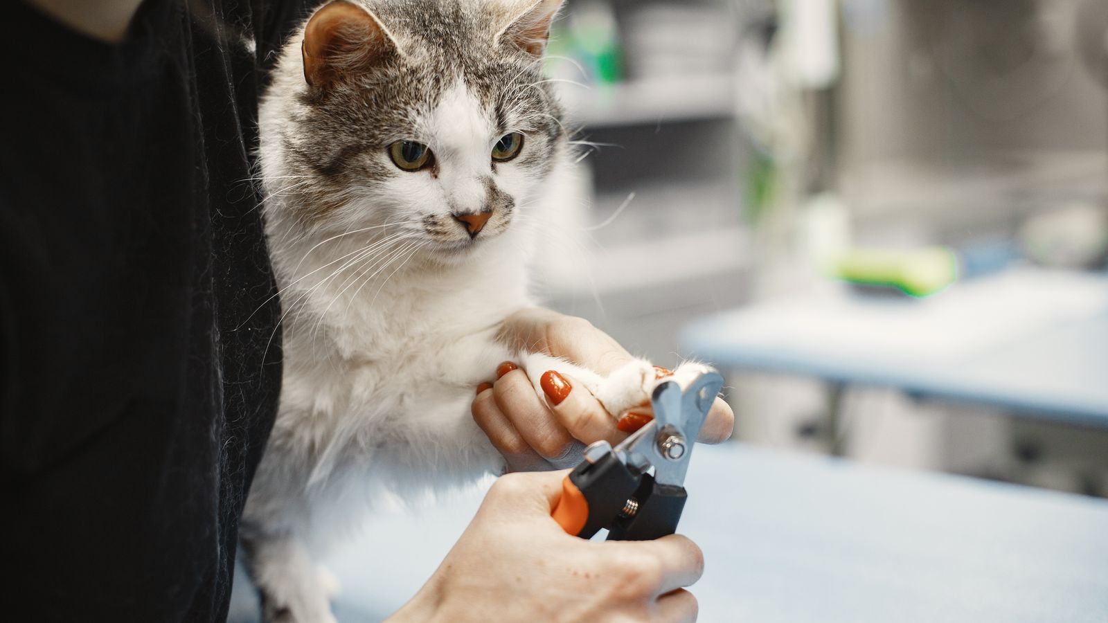 Cura e taglio sicuro delle unghie di cani e gatti