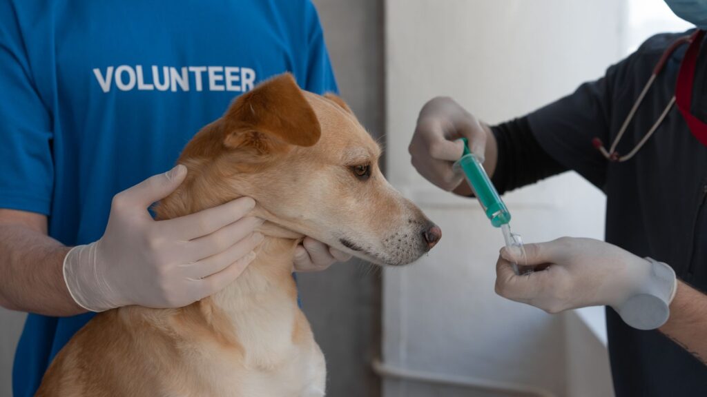 Veterinario che somministra vaccini per cani e gatti