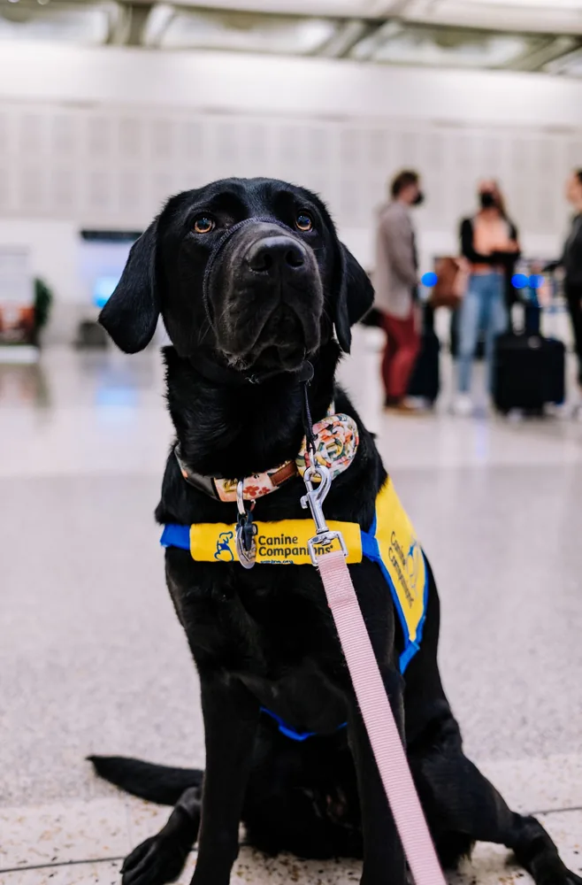 Cane in aeroporto pronto per un viaggio