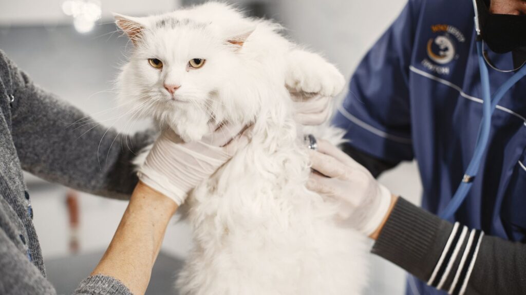 Visita veterinaria di controllo per un gatto