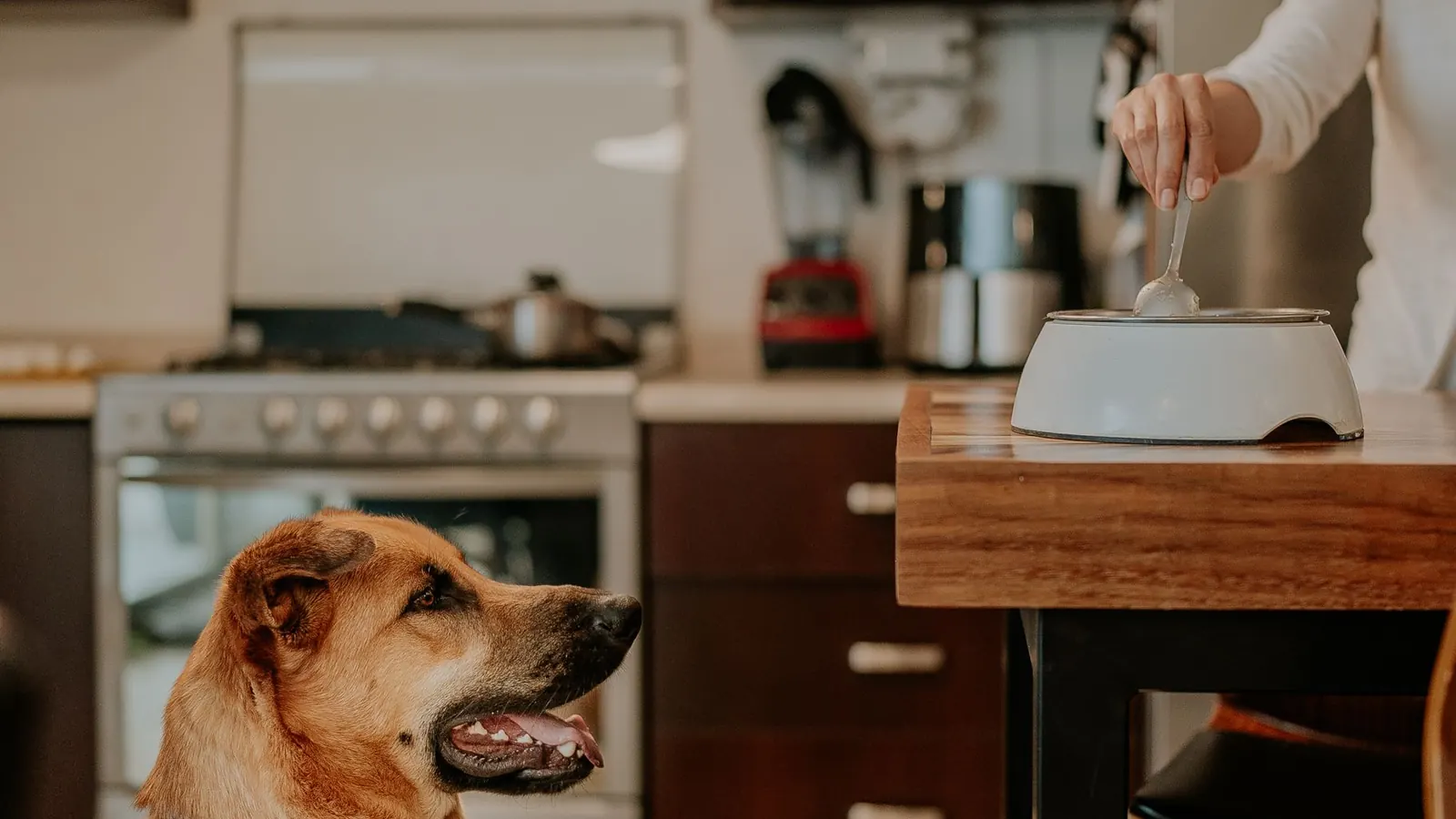 Xilitolo e cani: cane seduto vicino a un tavolo in cucina