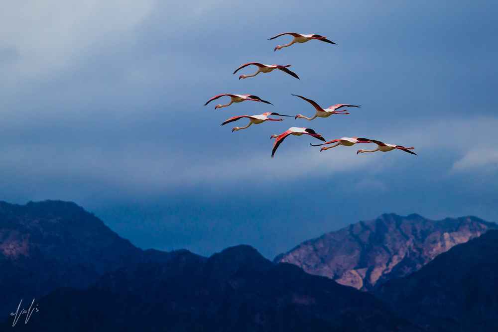 משק כנפיים ורודות