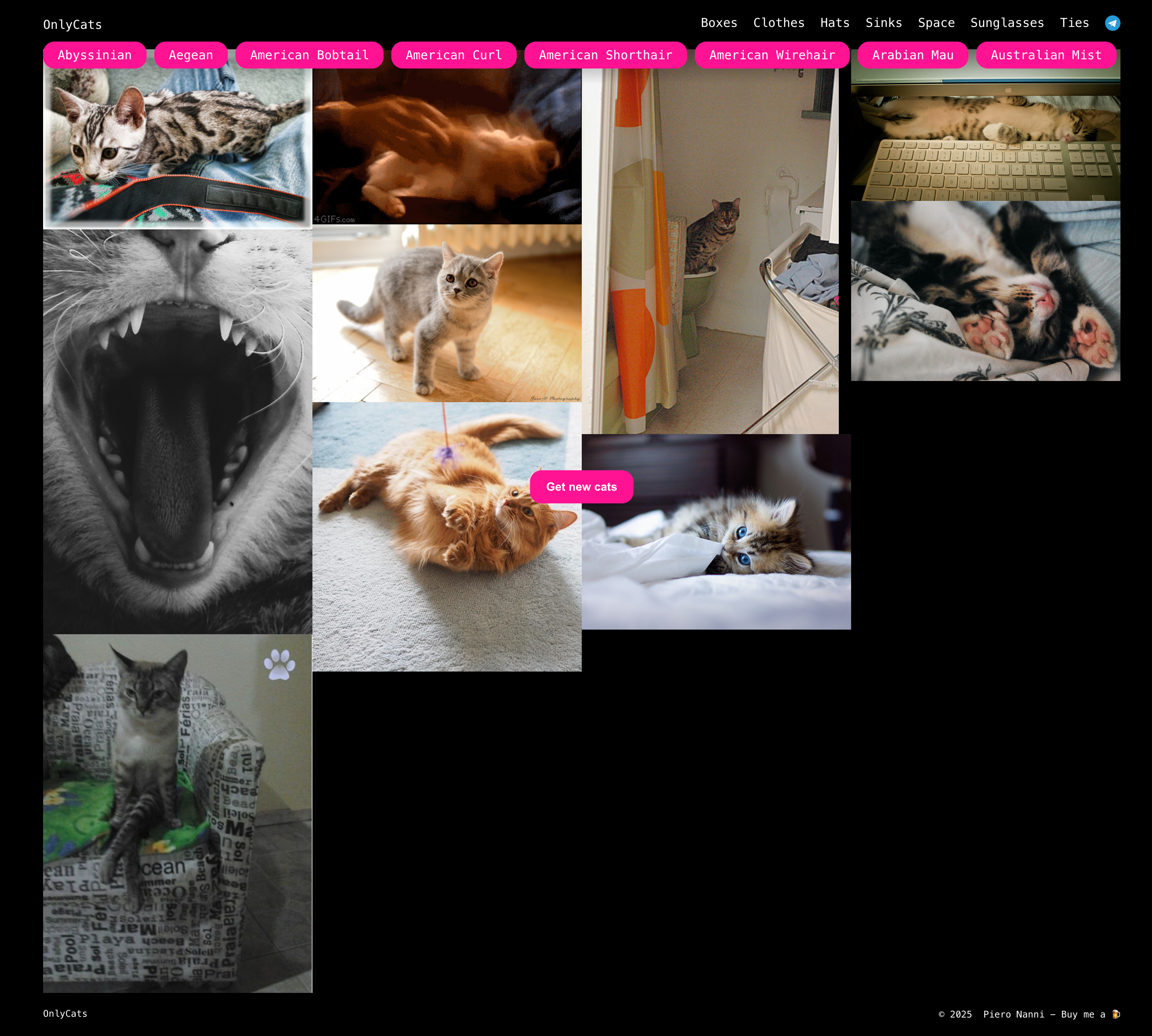 OnlyCats OnlyCats