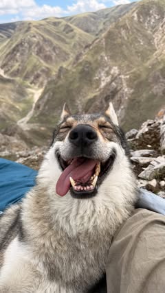 Instagram Reel by @wwu0888, published Jun 2, 2026. Hi everyone, I’m a wild soul out here, living the outdoor life and camping with my little wolf. As I unzippe…