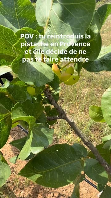 Instagram Reel by @_lesjardinsdhelios, published Jun 1, 2026. La pistache était en Provence bien avant nous — les Romains l’avaient introduite sur ces terres i…