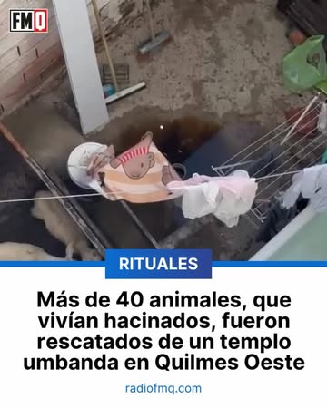 Instagram Reel by @radiofmq, published May 12, 2026. RESCATAN ANIMALES HACINADOS EN UN TEMPLO UMBANDA ? Más de 40 animales entre cerdos, cabras, ovejas y aves…