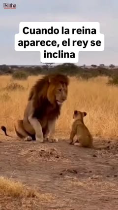 Instagram Reel by @rareza_animal, published May 28, 2026. Las leonas son el motor y el verdadero liderazgo de la manada, la cual funciona como una sociedad mat…