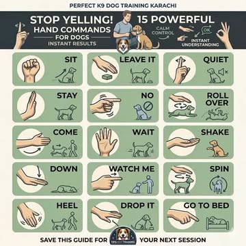 Instagram Reel by @k9dogtrainer1, published May 7, 2026. Your dog understands more than words — body language and hand signals create faster, calmer communicat…