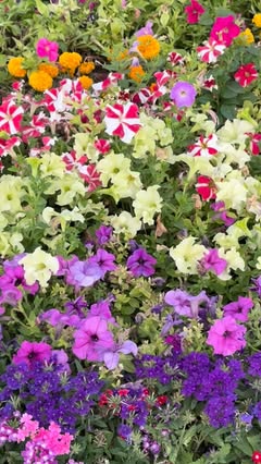 Instagram Reel by @spring.gardening, published Jun 6, 2026. ?? ? حديقة جميلة ? ? Stunning Flower Garden #spring #garden #gardening #flowers #nature