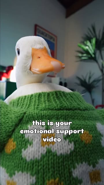 Instagram Reel by @ducks_in_space_, published May 24, 2026. Send this to someone who could use a smile ? . . . #pet #duck #dancing #meme #funny Yoshi the duck,…