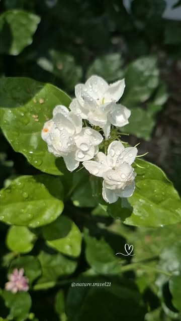 Instagram Reel by @nature.travel21, published Jun 2, 2026. Jasmine blooms sparkling with raindrops, glowing like tiny pearls in the morning light. Nature’s sim…