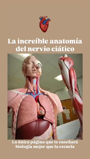 Instagram Reel by @biocuriosidadesok, published May 28, 2026. El nervio ciático es el nervio más grande y largo del cuerpo humano ⚡? y es responsable de gran p…