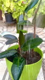 Instagram Reel by @cherished_captures13, published Jun 2, 2026. Some simple Rubber Plant (Ficus elastica) care tips for summer ?☀️ 1. Bright Indirect Light * K…