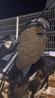 Instagram Reel by @vsa_saude_ambiental, published May 21, 2026. ?? Enxame migratório de abelhas africanizadas tentou “pegar carona” em motocicleta, mas foi cap…