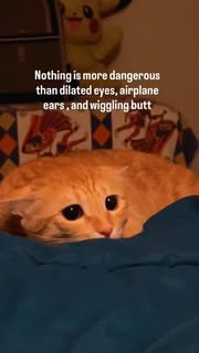 Instagram Reel by @whiskersandpaws_890, published Jun 4, 2026. Look at his ears ?? #cats_of_instagram #explorepage✨ #cutecat #funnycat #cat funny cat, cat come…