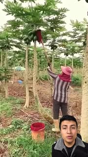 Instagram Reel by @elcuriosocat, published May 30, 2026. El increíble metodo agricola para aumentar la cosecha de papaya. #agricultura #curiosidades