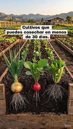 Instagram Reel by @huertobalu, published May 30, 2026. Estos cultivos son súper fáciles y rápidos para que puedas iniciar tu propia huerta en casa ??‍? Y es qu…