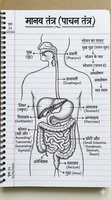 Instagram Reel by @smar_tstudy_point, published May 19, 2026. मानव पाचन तंत्र (Human Digestive System) का एक बेहद साफ़ और सुंदर हस्तलिखित रेखाचित्र (Handwritte…