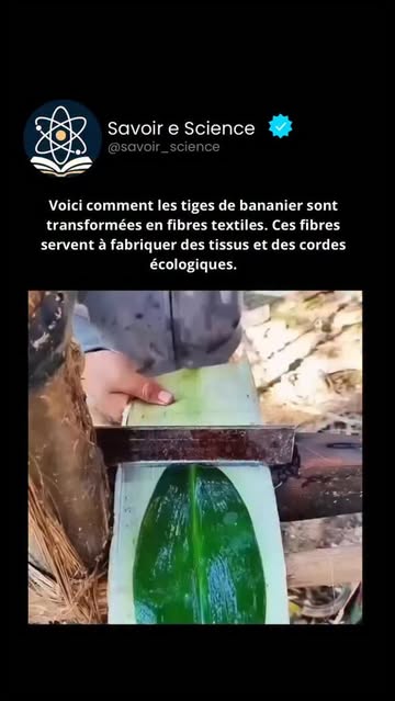 Instagram Reel by @savoir_science, published Jun 5, 2026. Voici comment les tiges de bananier sont transformées en fibres textiles. Les tiges de bananier, géné…