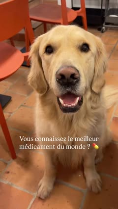 Instagram Reel by @caroetmalibu, published May 20, 2026. Le meilleur des traitements ???? Golden Retriever. Chien . Video drole . Animaux de compagnie #chienma…