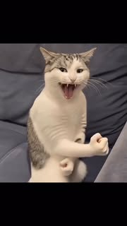 Instagram Reel by @gif_names_finding, published Apr 27, 2026. GIF 864/2000 : wah cat ?? . . Follow @gif_names_finding for more Gif’s✅ . . Wah cat, aivideo, fun…