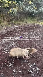 Instagram Reel by @lila_bellx, published May 24, 2026. En même temps, ils sont super mignons ces faux hérissons ? #lareunion #974 #tangue #herisson #animaux