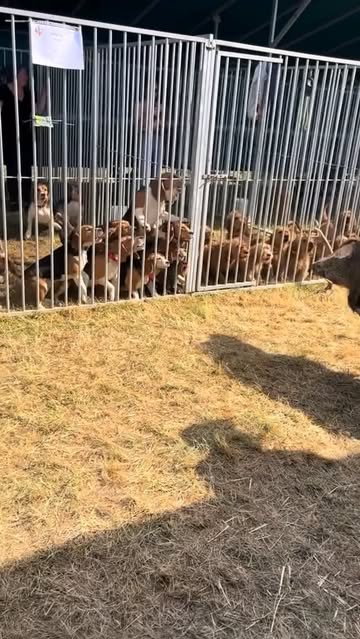 Instagram Reel by @crianzacaninaperu, published Jun 3, 2026. Sí, ese tipo de exposición puede ayudar a que los perros de caza se familiaricen con el olor, la a…