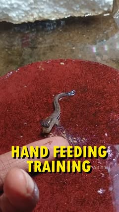 Instagram Reel by @vlog_by_athul, published Apr 10, 2026. Mudskippers? Hand Feeding Training❤️ . . . . (Pet Fish, Exotic pets,own voice, story Telling, content…